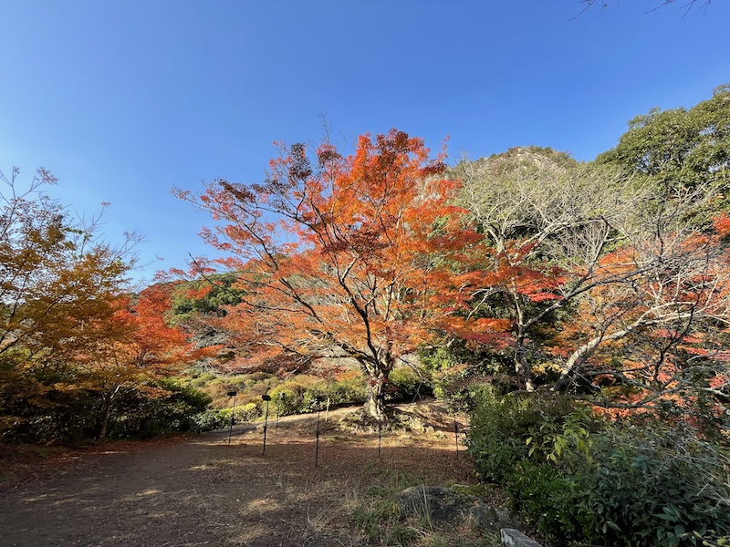 秋の青空と紅葉